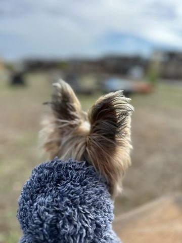 Nuestro perrito