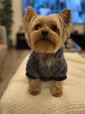 Nuestro perrito