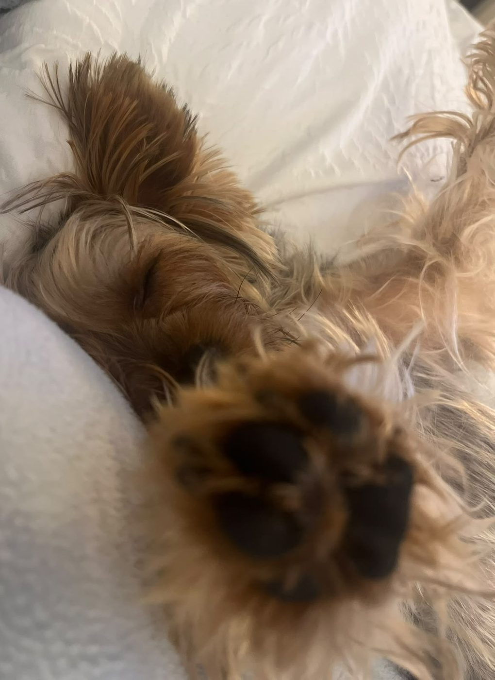 Nuestro perrito