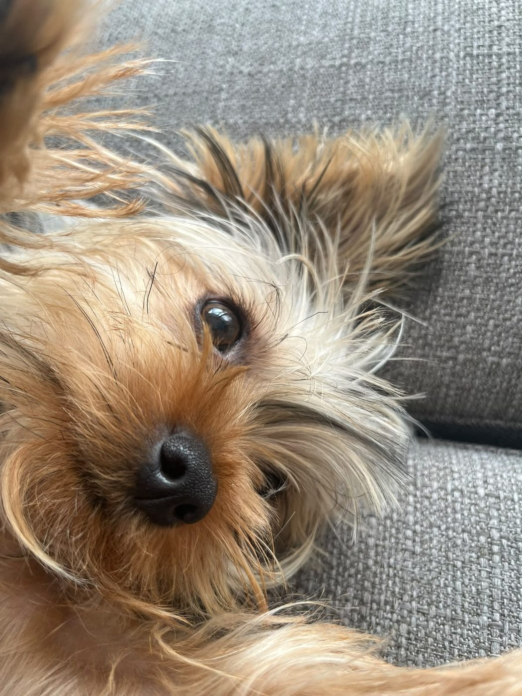 Nuestro perrito